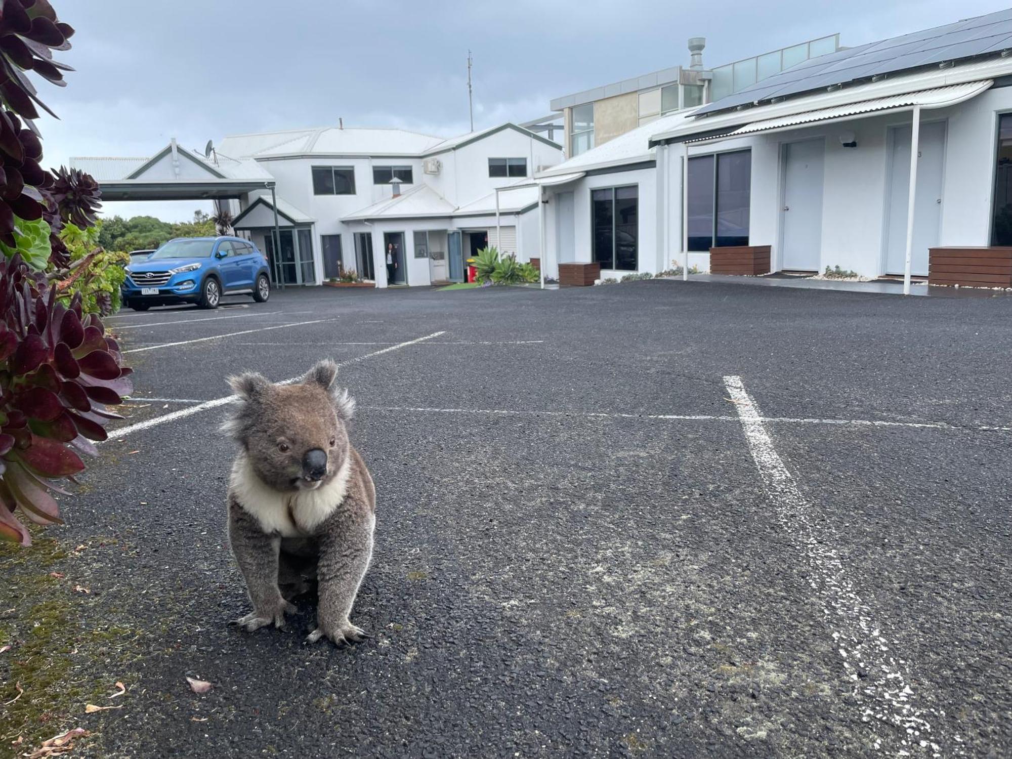 Coastal Motel Apollo Bay Eksteriør billede